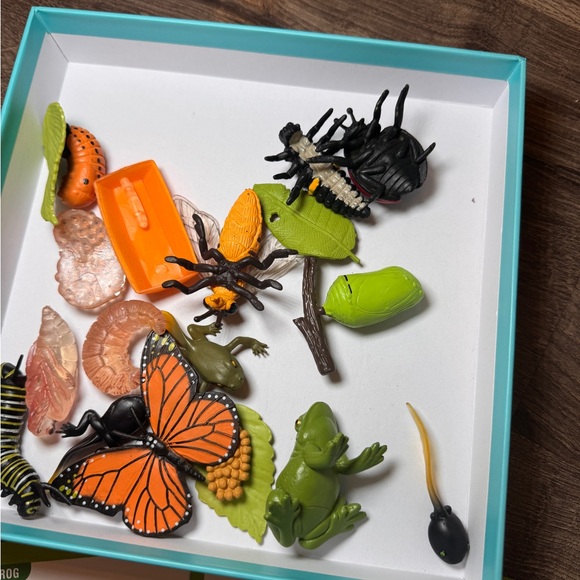 Life Cycle Learning Kit - Multicolor - Picture 2 of 3